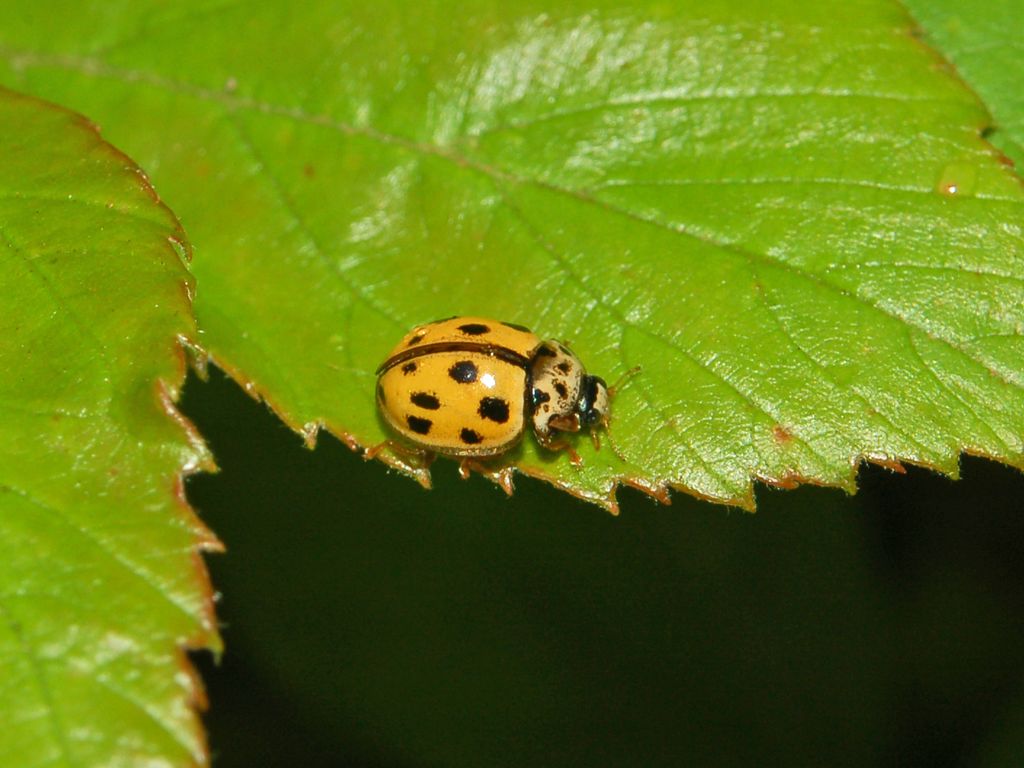 Una banale coccinella